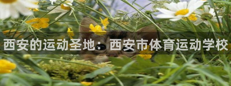 米兰体育官网下载平台是正规平台吗知乎:西安的运动圣地:西安市